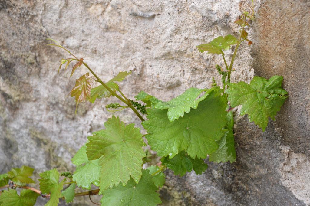 La Touraine Romantique Tours Exterior foto